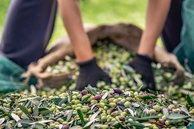 Zeytin