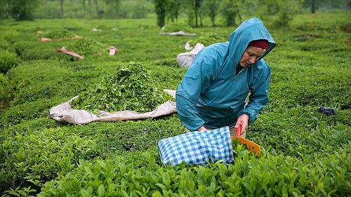 Çay toplama