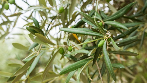 Zeytin ağacı