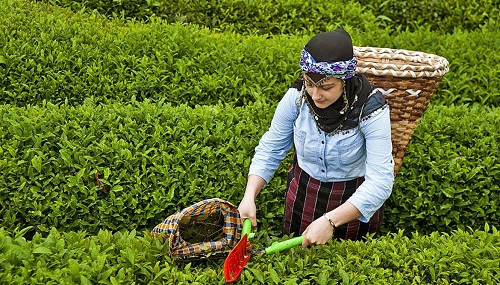 Yaş çay