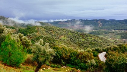 Zeytin aÄ�aÃ§larÄ±