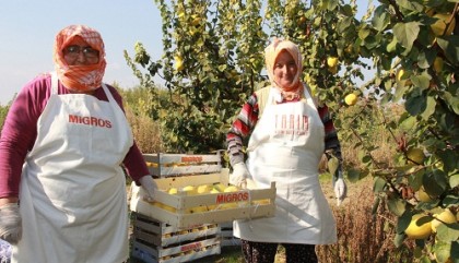 Migros hasat zamanÄ±