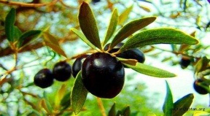 Zeytin aÄ�acÄ±