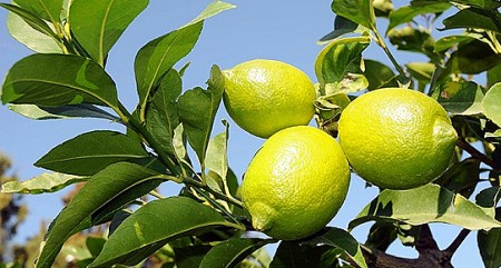 limon.jpg